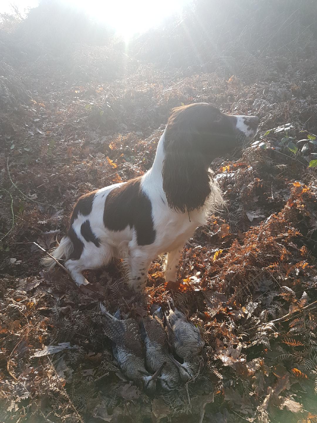 Maxx de l'écho Des étangs